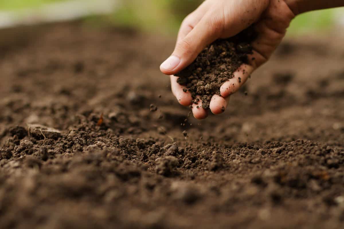 photo of an expert-hand-farmer-checking-soil-health