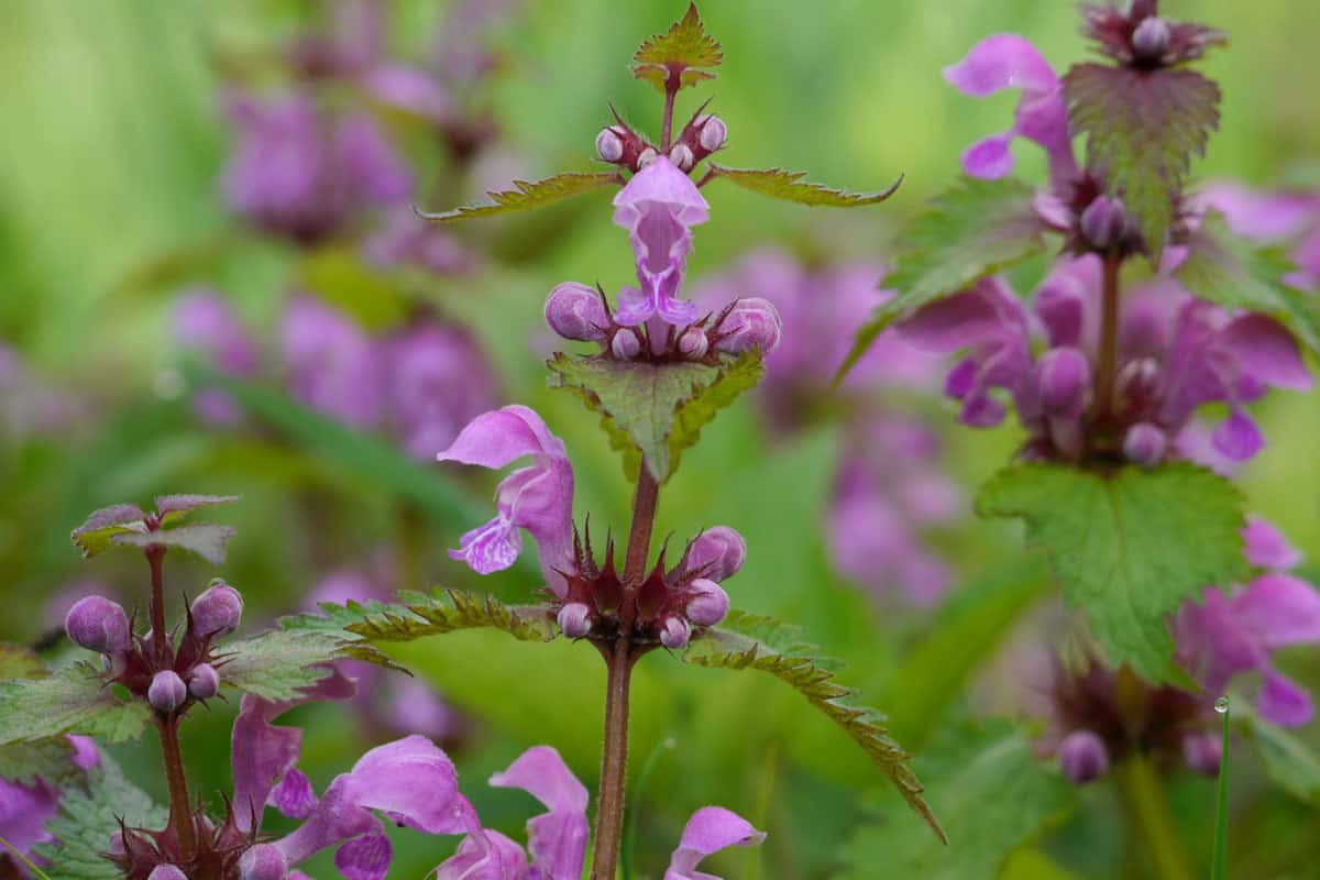 photo of spotted deadnettle blooms on the wild of the mountain