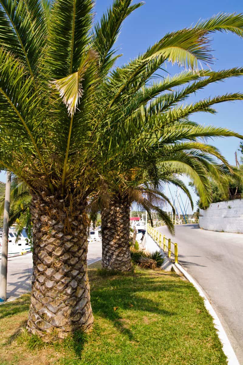 portrait photo of a well arrange palm trees along the side walk