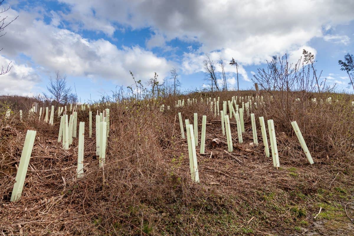 Protective tree guards around newly planted saplings, Replantation of trees at a recently felled forestry site.