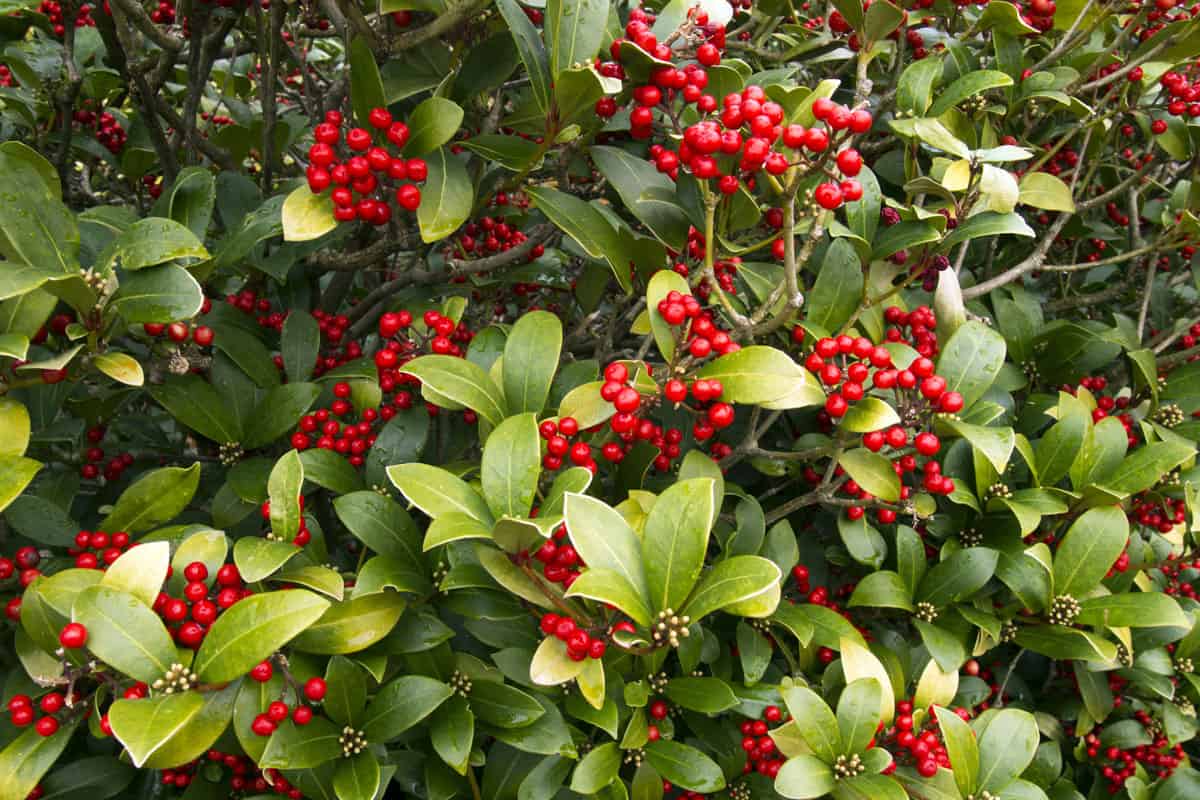 red cherry, holly bush, many red cherries on the garden