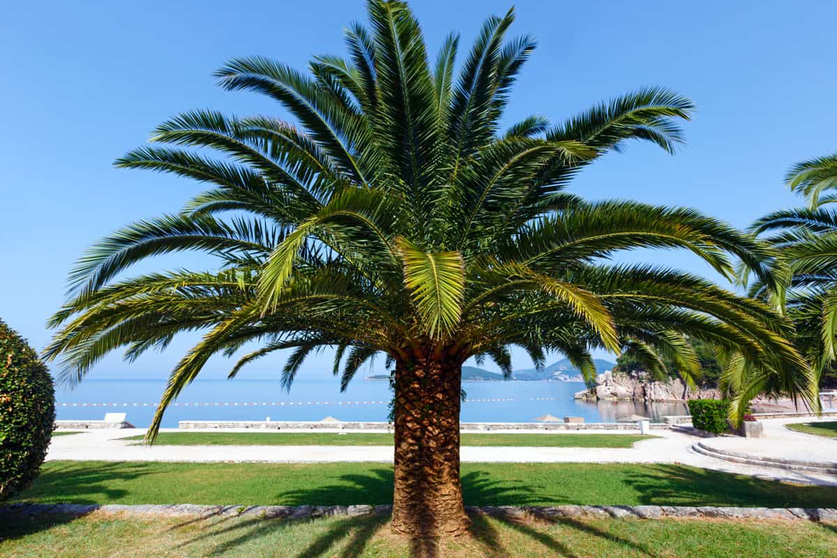 sunny day on the park, palm tree on the photo, beach background