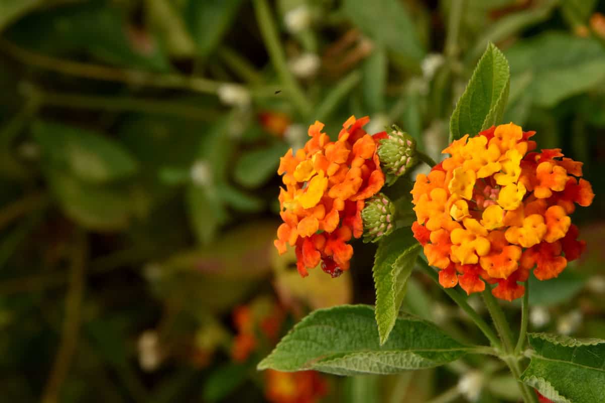 sunset photo of a plant with an orange beautiful flowers and green leaves