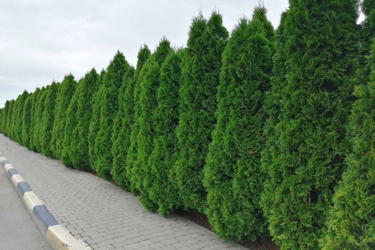 tall thujas along the sidewalk, Can Arborvitae Be Planted In Raised Beds