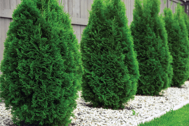 thujas, arborvitae tree on a fenced garden with white pebbles. How To Remove Arborvitae Roots