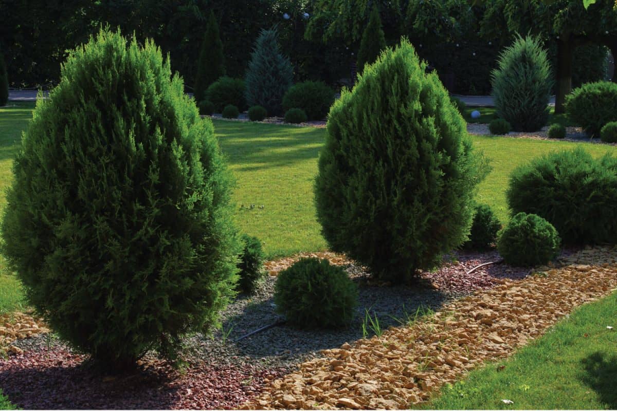 trimmed arborvitae and yellow gravel path as an element of landscape design. Oriental Arbor-vitae