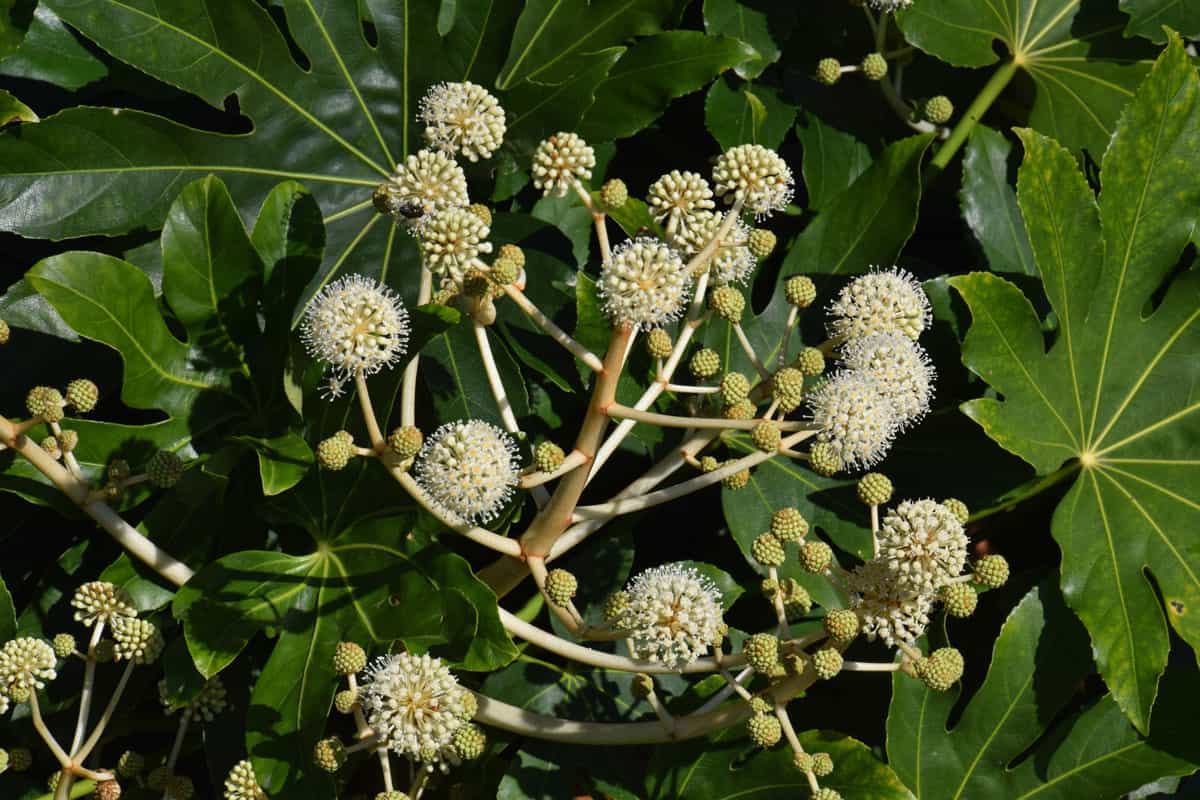 up close photo of a fatsia japonica flowers