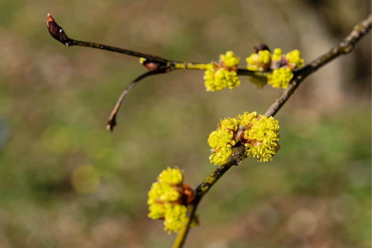 yellow flowers of the Japanese Spicebush or lindera obtusiloba