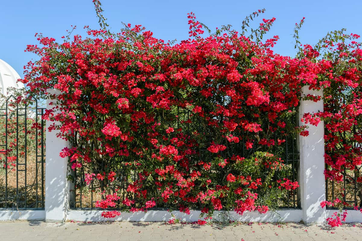 Beautiful branch with red flowers of bougainvillea