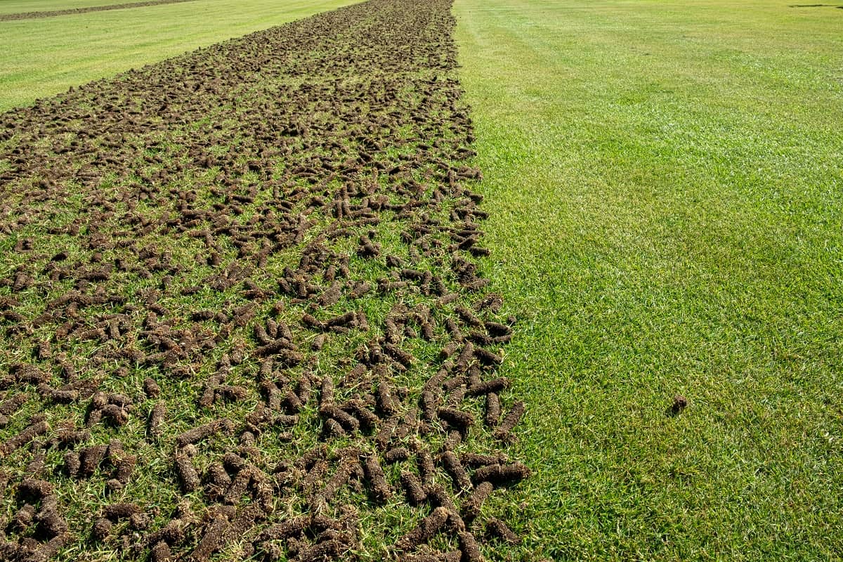 Best Soil For Tall Fescue - Pile of plugs of soil removed from sports field.