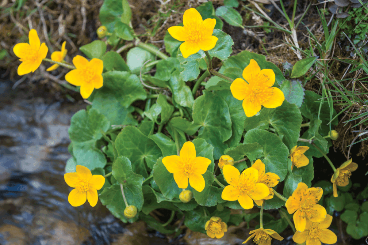 Caltha palustris or marsh-marigold or kingcup yellow flowers with green