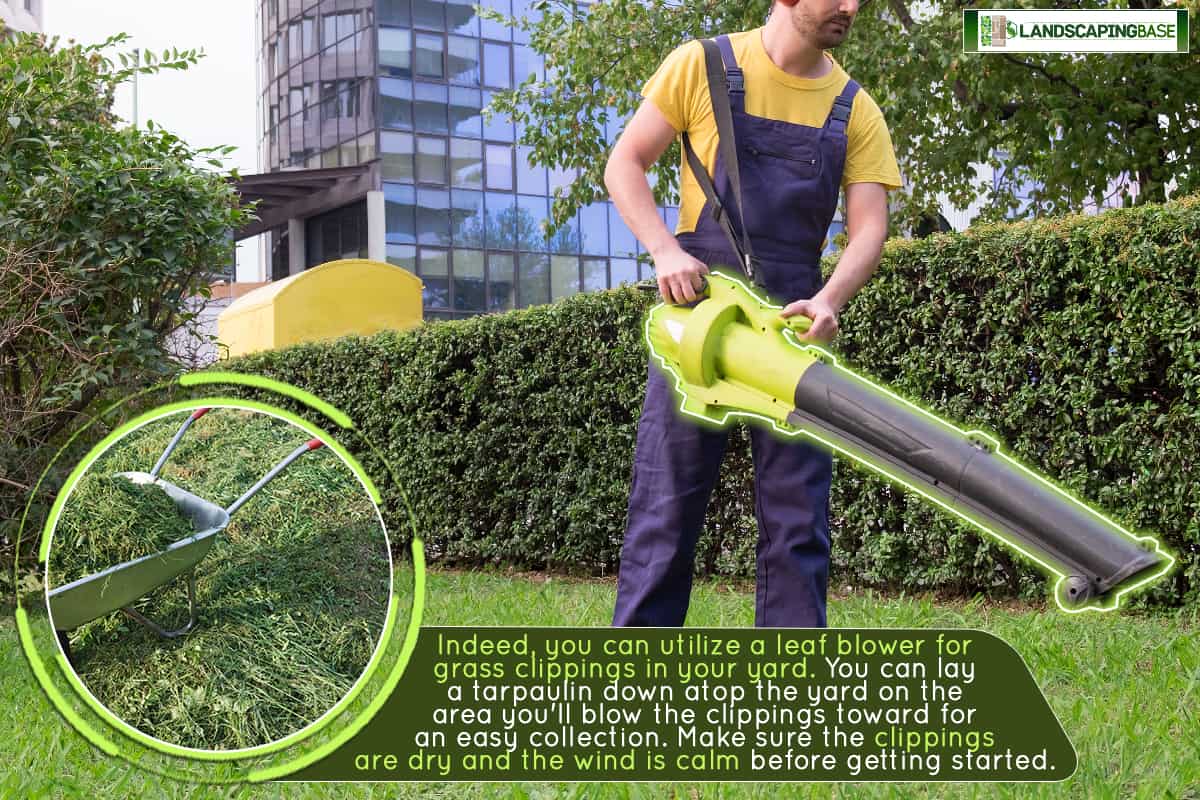 A gardener using his leaves blower in the garden, Can I Use A Leaf Blower For Grass Clippings?