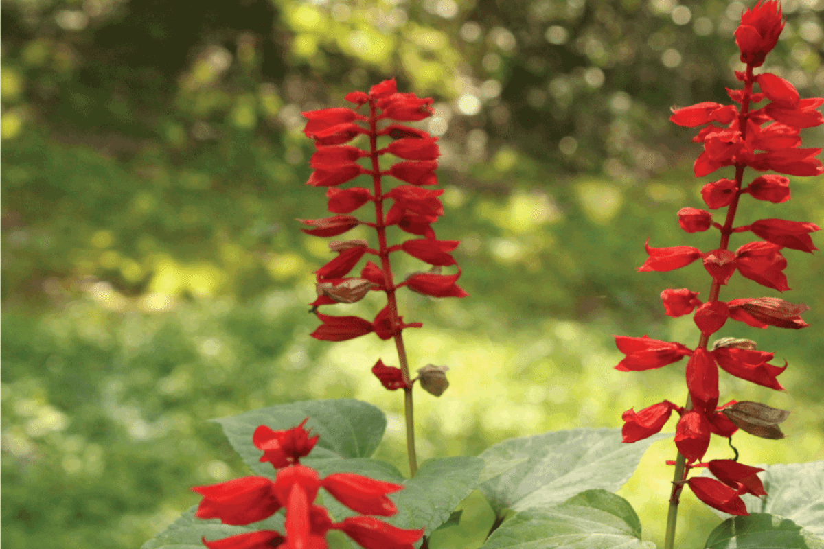 Cardinal flower is loaded with intense red flowers along tall stems
