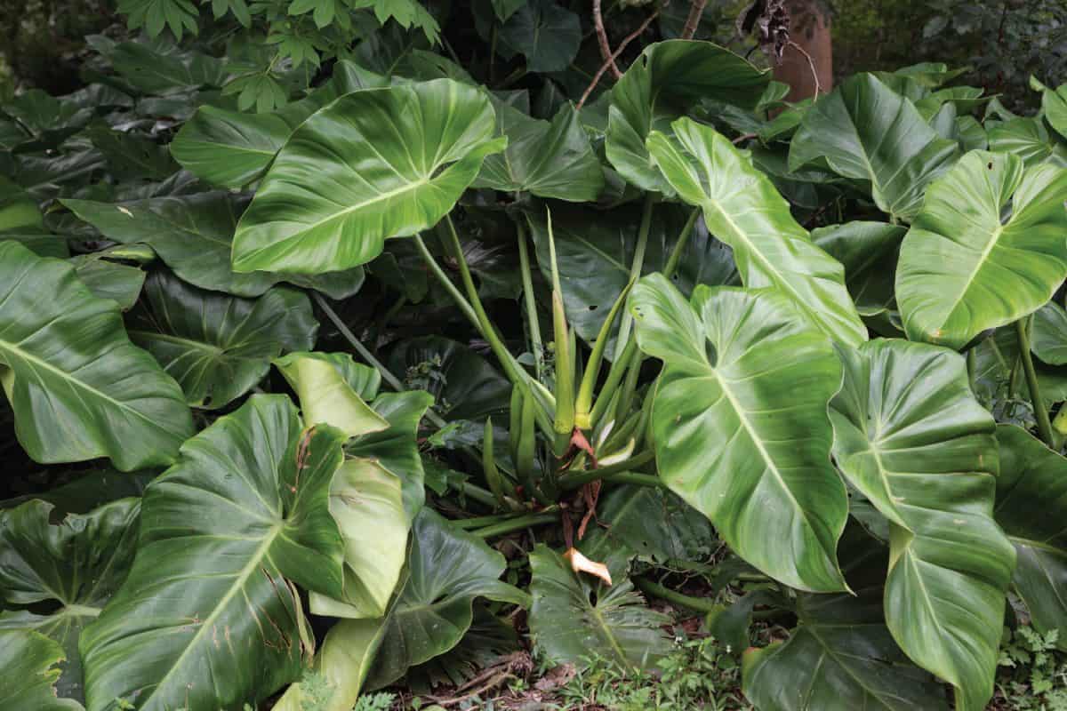 Close up Bergenia 'Rotblum' (Elephant's Ears) big and green leaf.