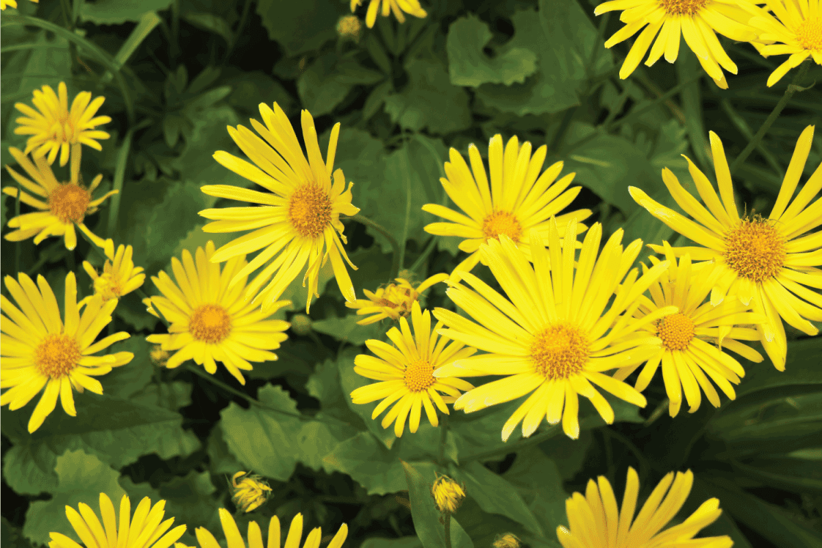 Doronicum orientale or leopard's bane many yellow flowers