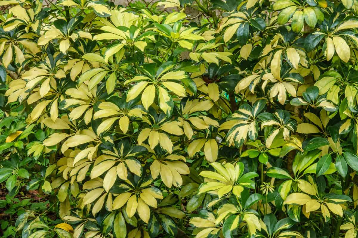 Foliage of variegated arboricola (binomial name Schefflera arboricola 'Trinette'), a tropical evergreen shrub popular for landscaping in southern Florida, in an ornamental garden in Tampa
