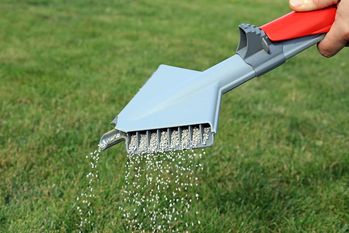 Fertilize the Lawn - Lawn Fertilizer Being Spread By A Hand Held Spreading Machine