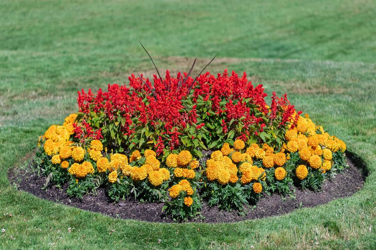 Flowerbed in park. Circle of flower bed in a city park.