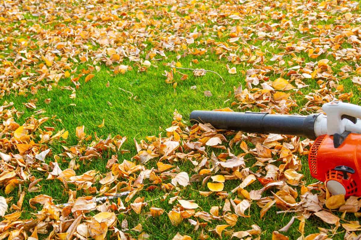 Garden vacuum cleaner on a lawn with yellow leaves on a sunny day