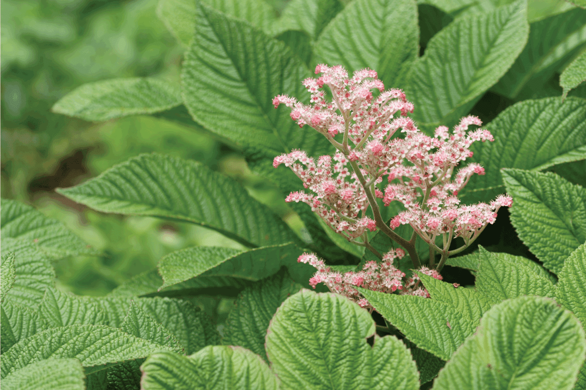 Henrys chestnut leaved rodgersia, Rodgersia aesculifolia variety Henrici, leaves and flowers 