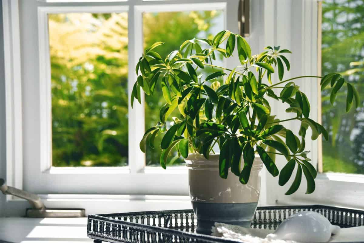House plant in white pot in a decorative metal glass tray near window sill on a sunny day.
