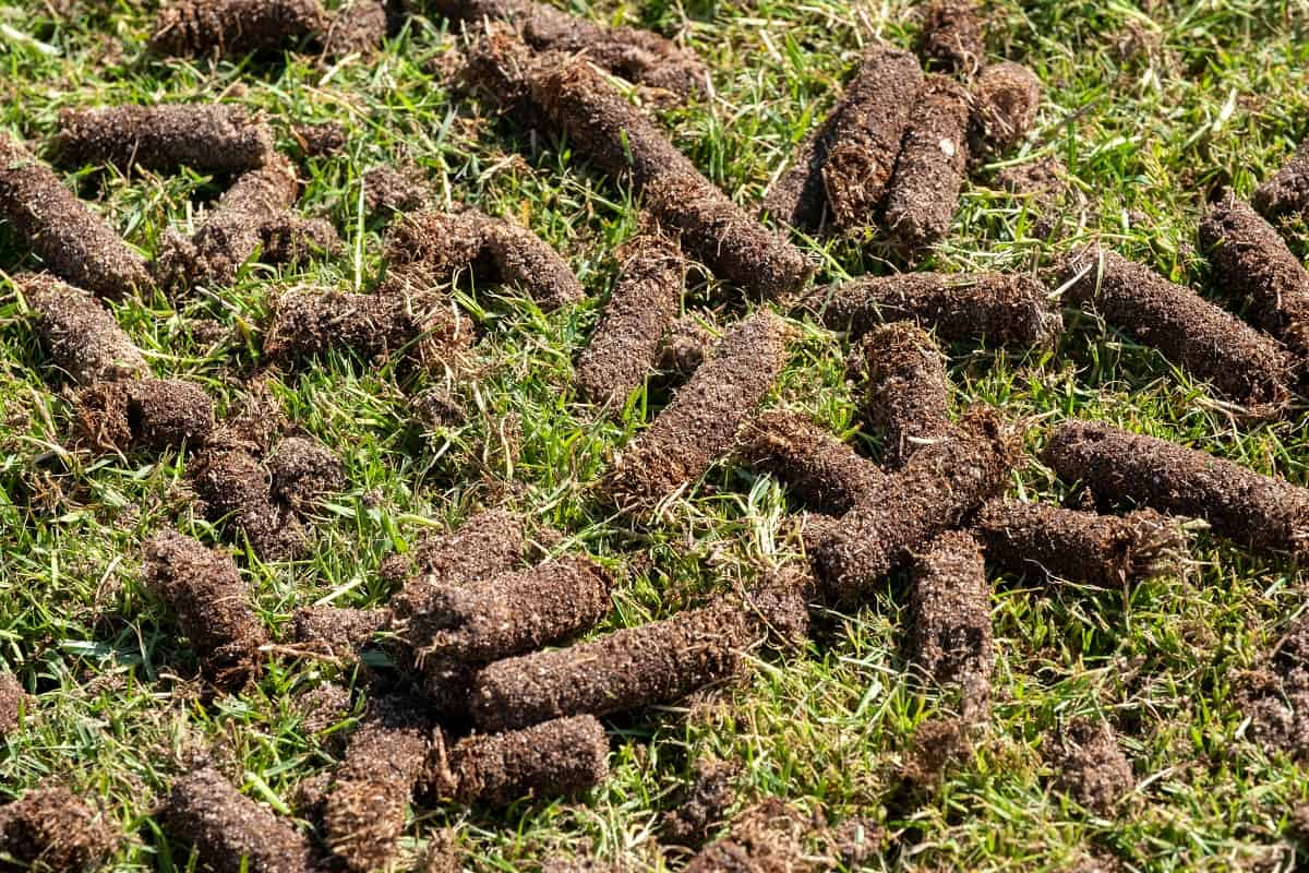 How Long Does It Take for Aeration to Work - Pile of plugs of soil removed from sports field.