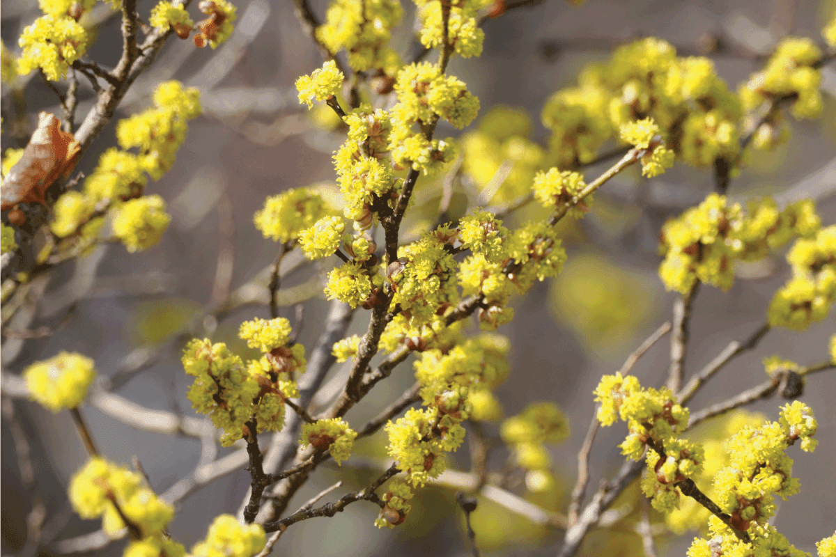 Japanese Spicebush in springtime