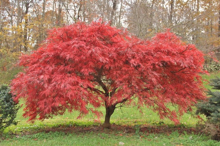 Japanese maple tree at peak foliage - Japanese Maple Vs. Red Maple: Which To Choose