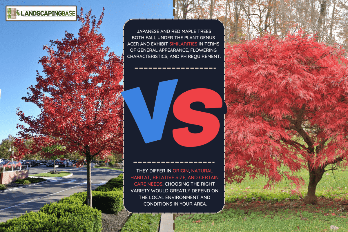 Japanese maple tree at peak foliage - Japanese Maple Vs. Red Maple Which To Choose