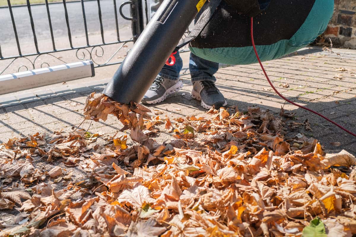 Leaves being vacuumed up a electric corded machine with a collection bag