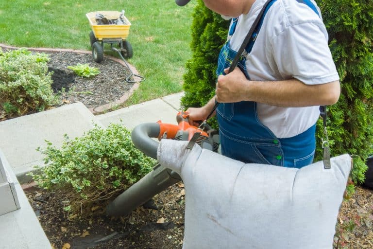 A man using a portable vacuum to collect dead leaves, Will A Leaf Vacuum Pick Up Mulch? [Can It Remove Leaves From Mulch?]