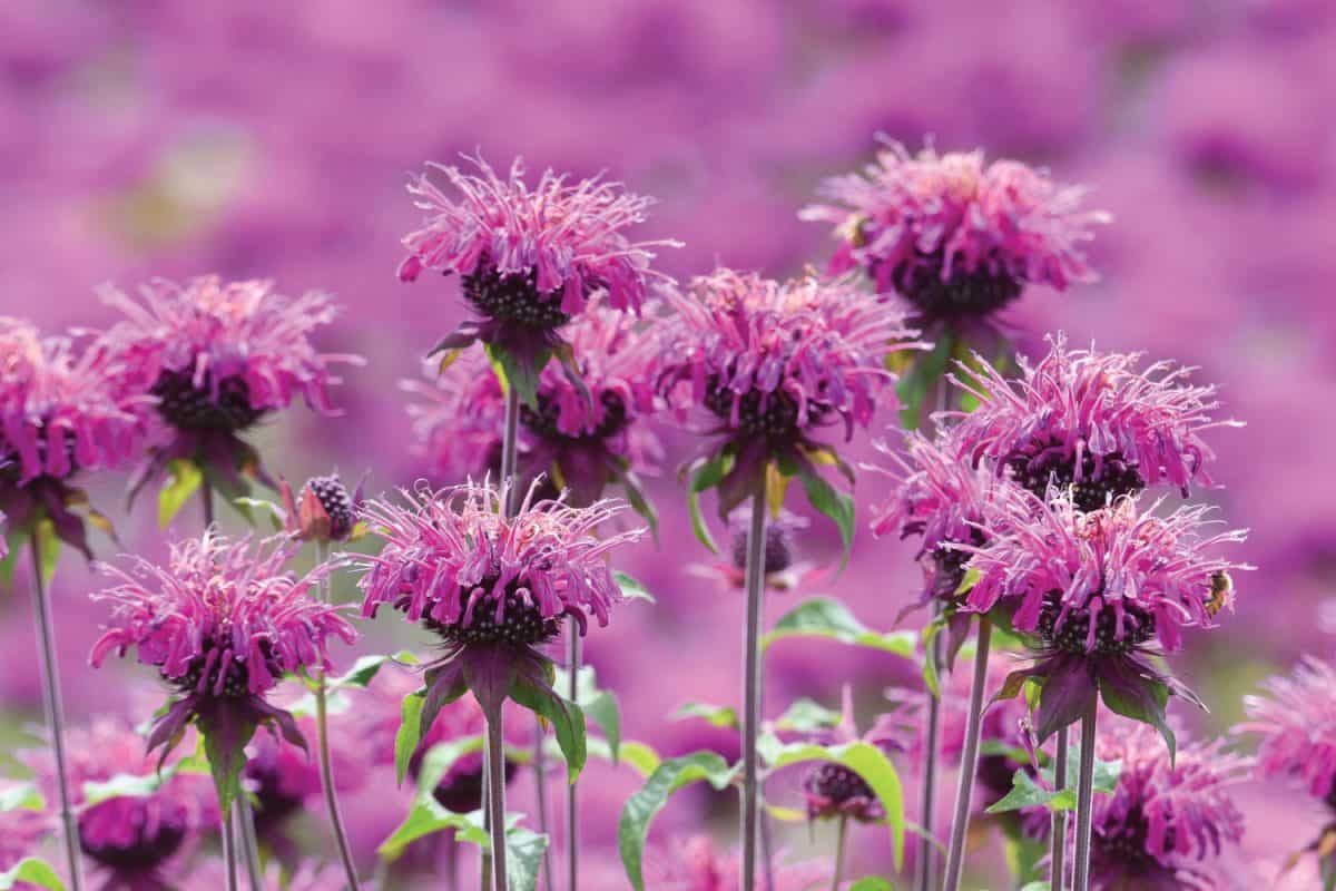Monarda is a flower that brighty and powerflly colors the flower bed in summer