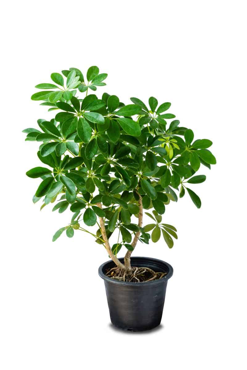 Octopus Tree or Umbrella Plant ( Schefflera Actinophylla ), growing beautiful in a black pot. charming Fresh for home decoration. isolated on white background
