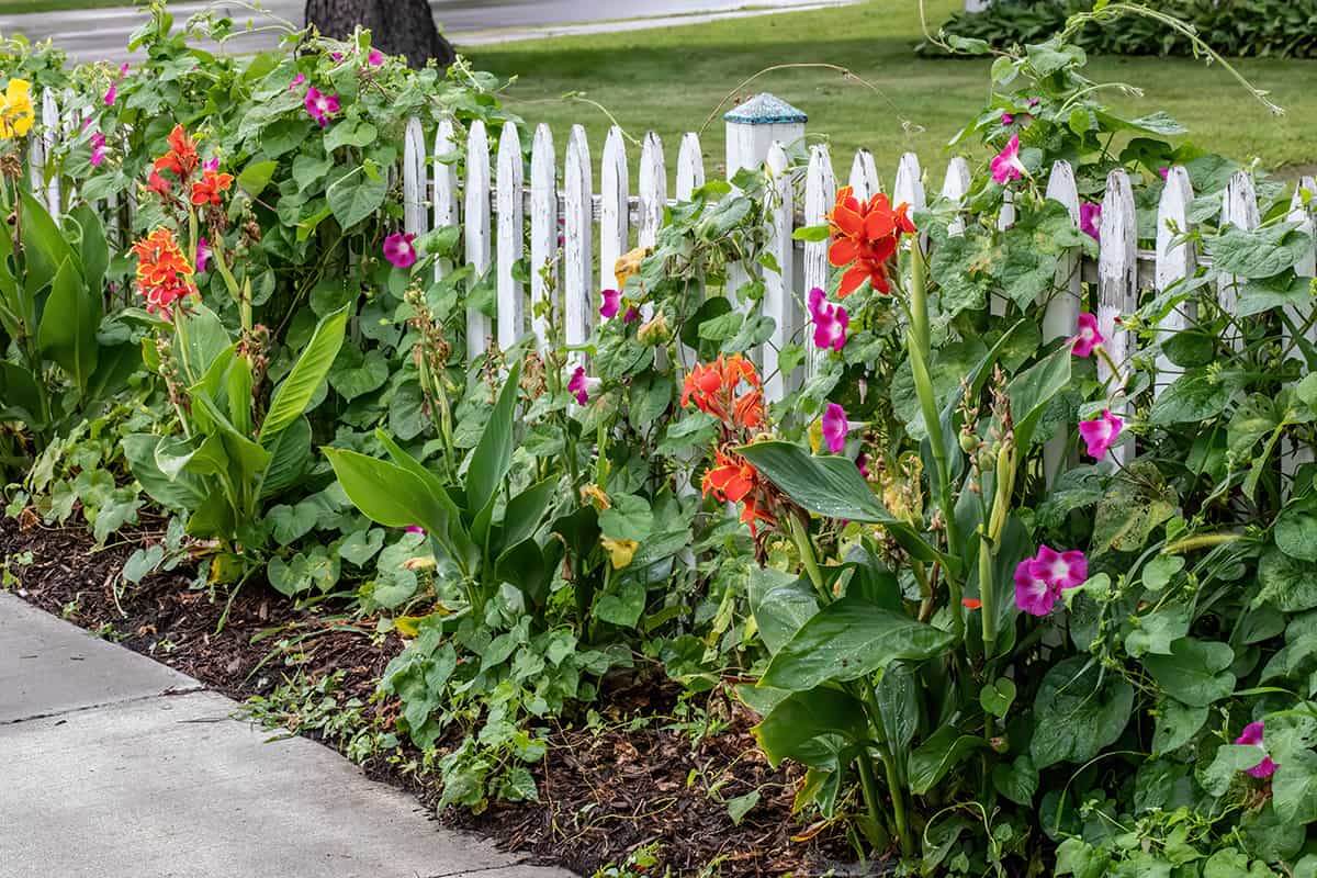Orange and yellow canna lilies and pink morning glories growing on a white picket fence
