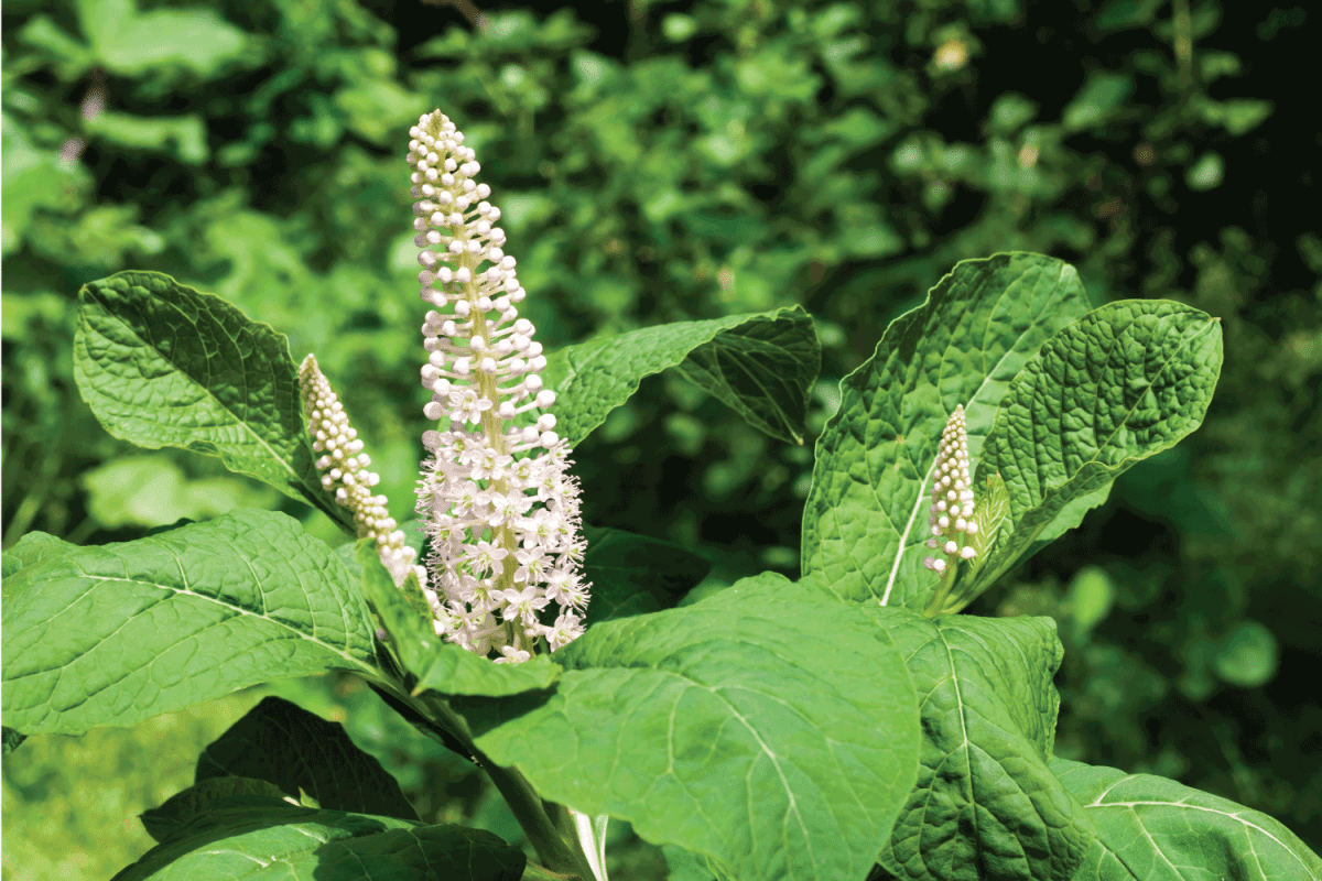 Phytolacca (known as pokeweeds, pokebush, pokeberry, pokeroot or poke sallet) flowers and foliage closeup