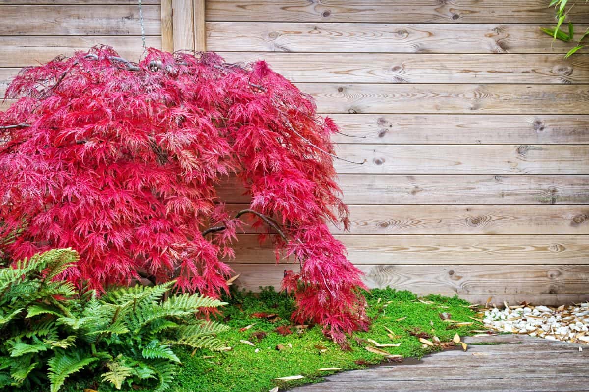 Red japanese maple tree against a wooden wall in a small garden
