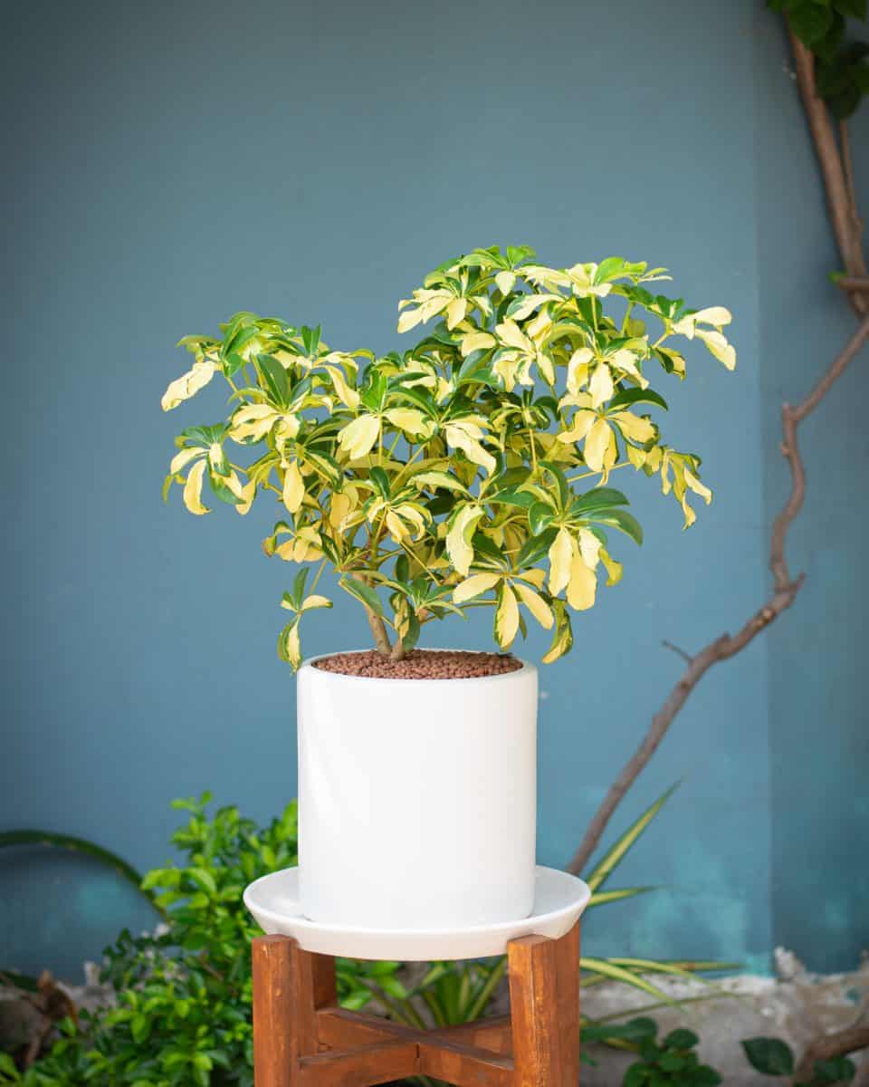 Schefflera arboricola Gold Capella (Vingersboomc) plant in pots outdoors.
