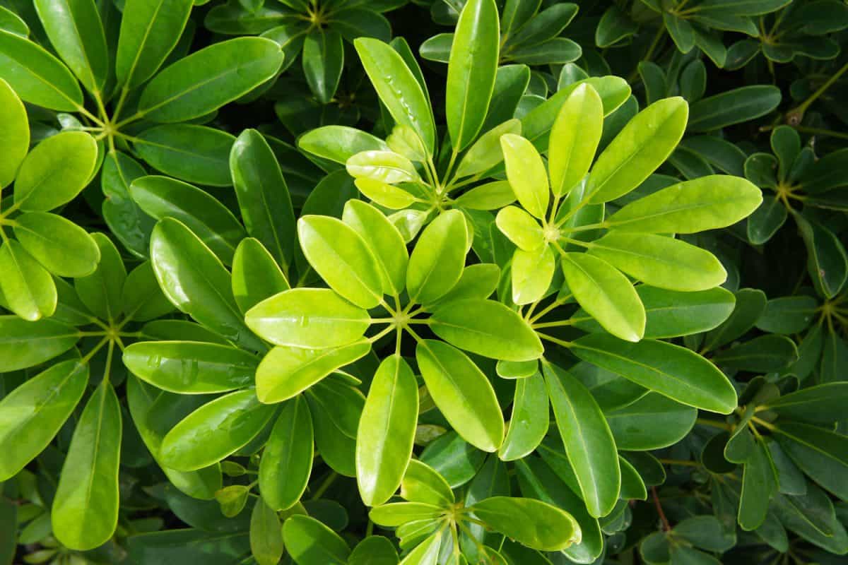 Schefflera arboricola green foliage plant background
