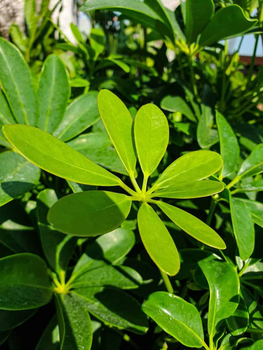Schefflera heptaphylla is one green tree has eight leaves.
