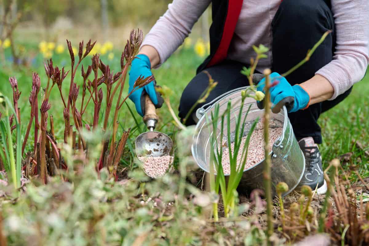 Spring work on flower bed in garden, backyard. Close-up of gardener's hands in gloves with shovel digging and fertilizing peony plant with mineral fertilizer. Springtime, gardening landscaping concept

