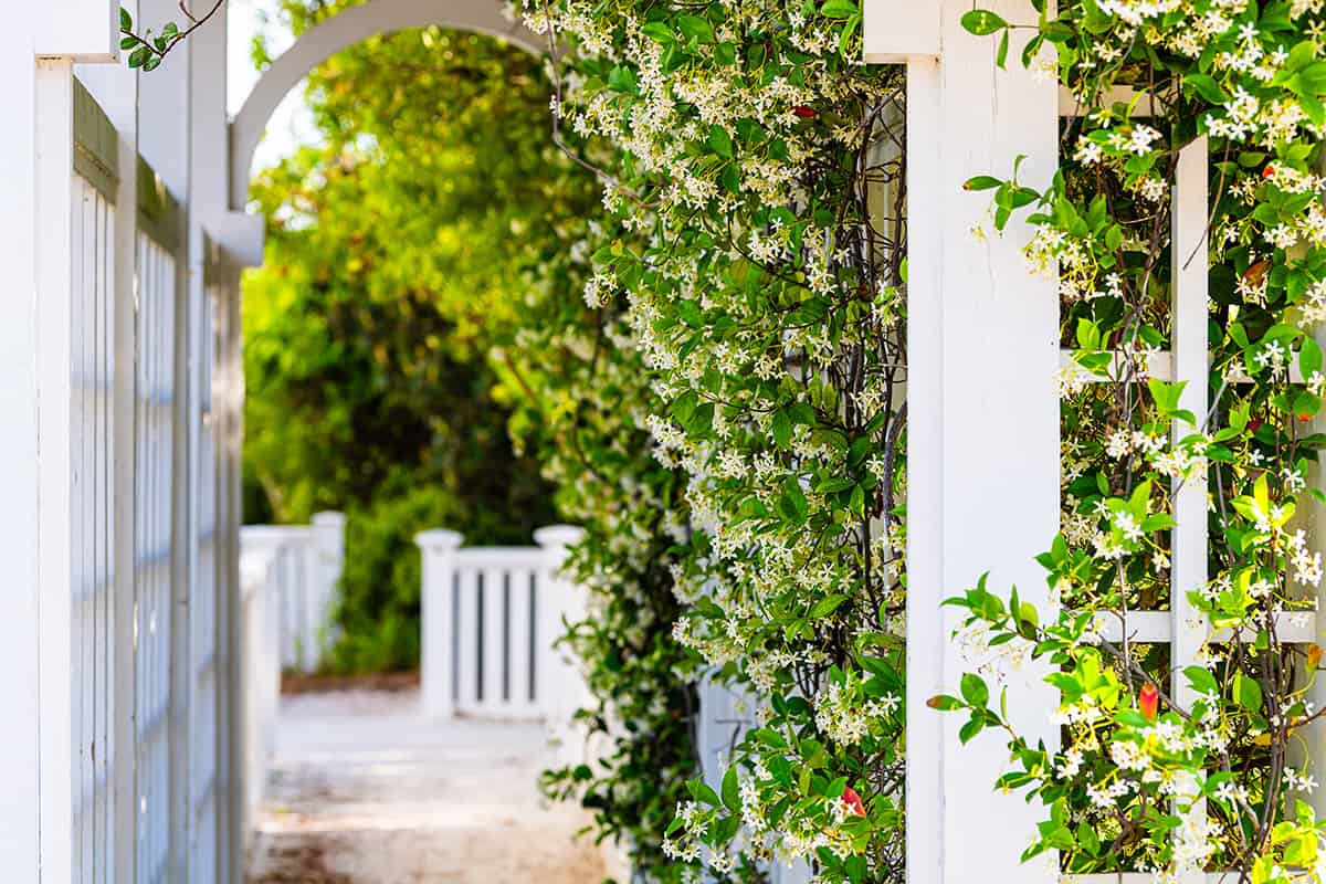 Summer garden clematis vine plant flowers outside gardening with tunnel archway path