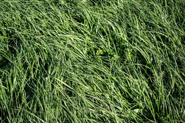 Tall Fescue is a perennial grass with seed-heads, growing up to 1.5 m tall, How To Make Tall Fescue Lawn Dark Green?