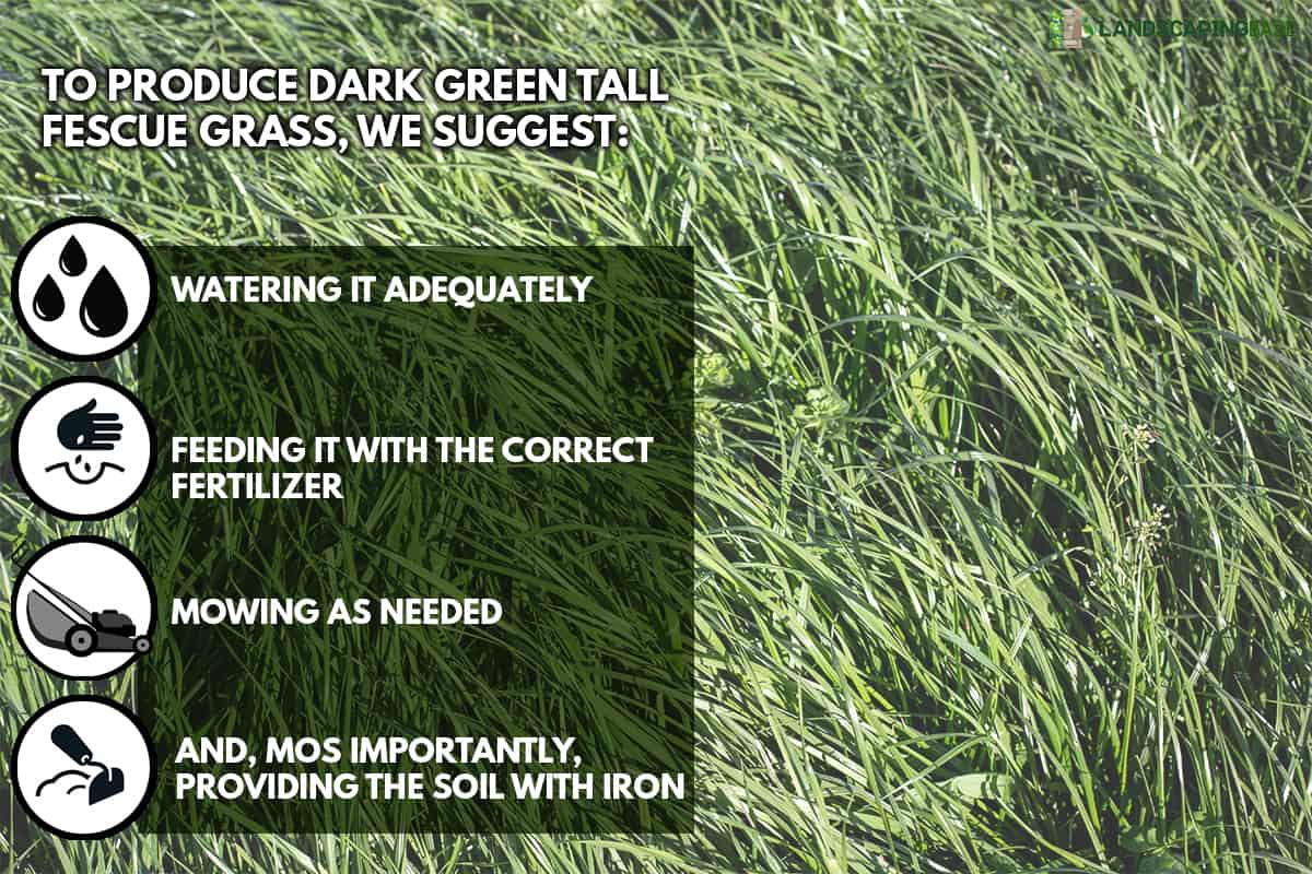 Tall Fescue is a perennial grass with seed-heads, growing up to 1.5 m tall, How To Make Tall Fescue Lawn Dark Green?
