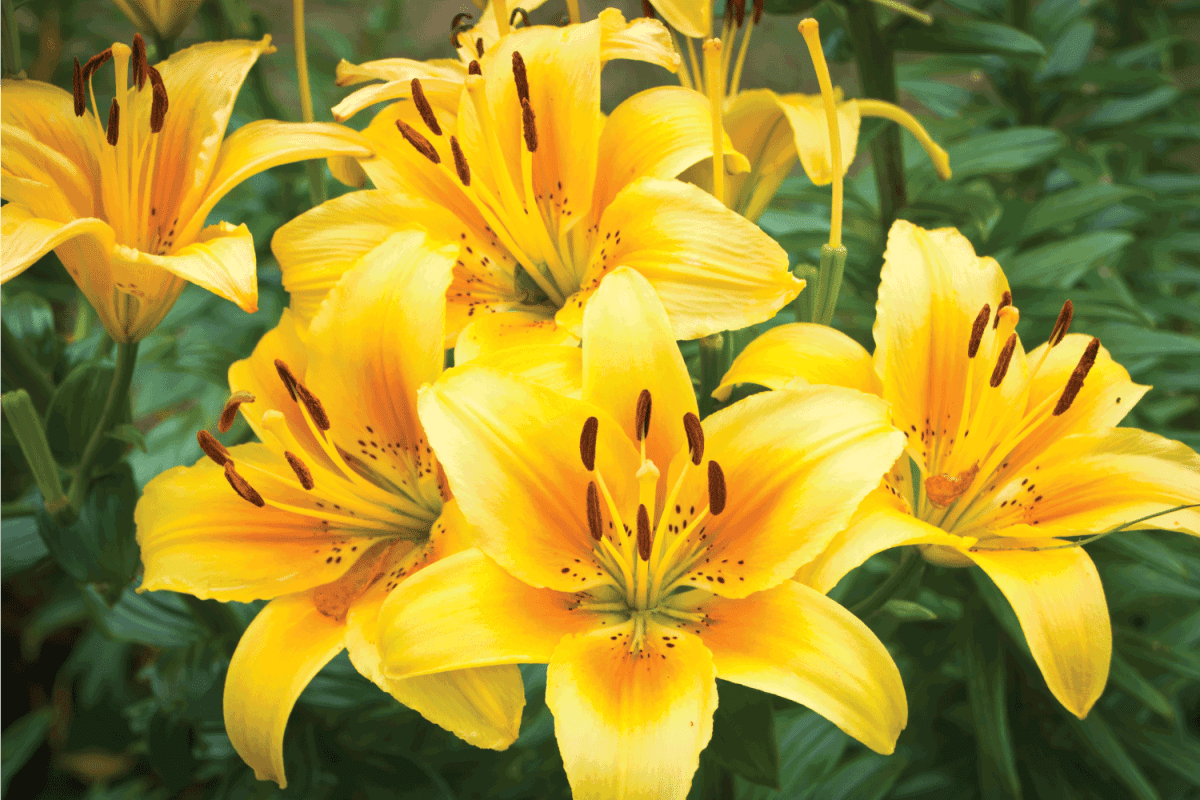 Yellow Day Lily Cluster