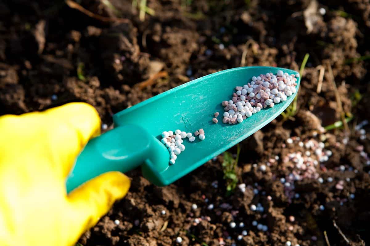 Yellow gloved hand holding a green scoop with fertilizer stock photo