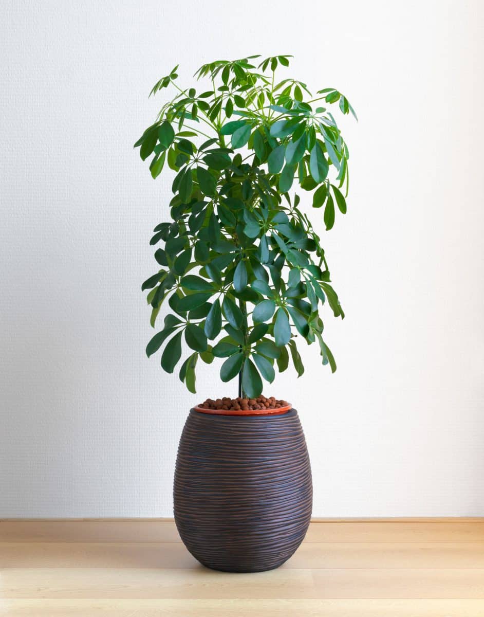 isolated Schefflera Compacta houseplant, Umbrella Tree plant on light wooden floor in front of white wall
