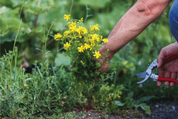 man replanting herb with yellow flowers for use in landscaping. 15 Perennials That Absorb Water [Incredible Choices For Foundation Landscaping]