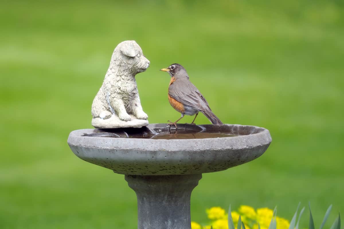 American-robin-on-birdbath on the park