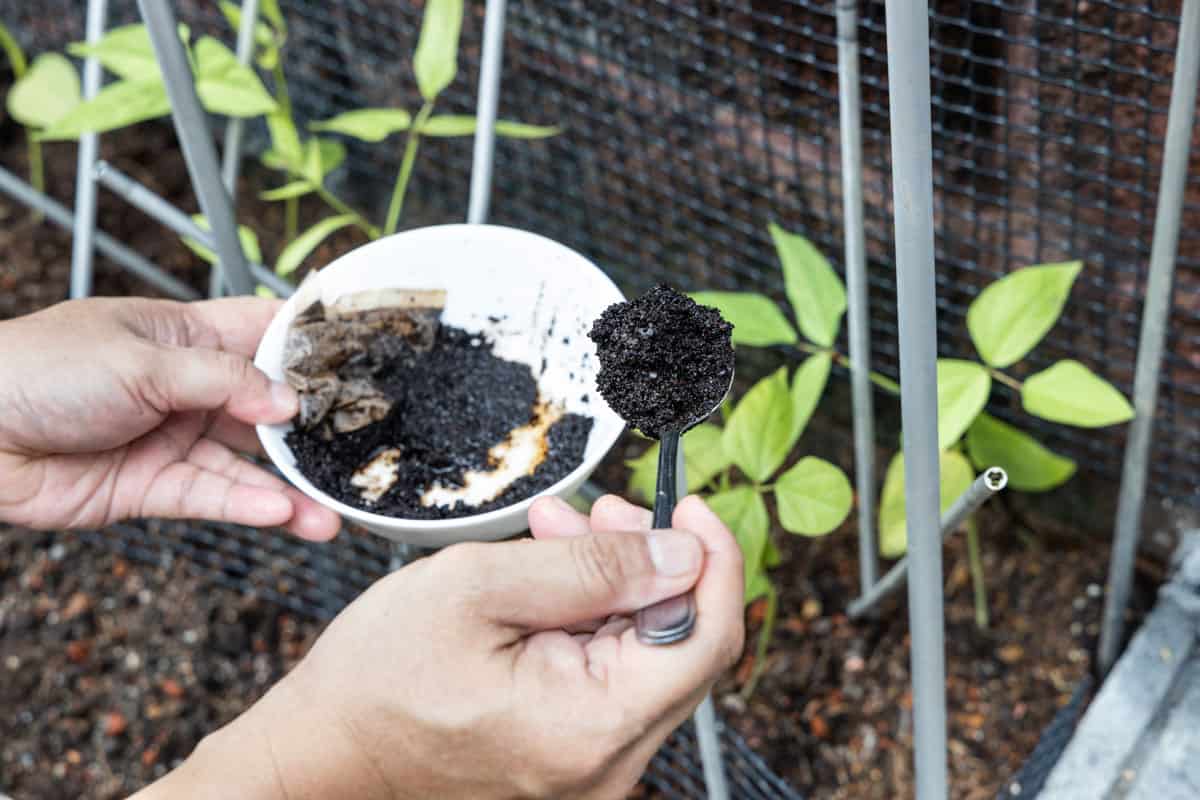 photo of a coffee-grounds-being-added-vegetables-plant