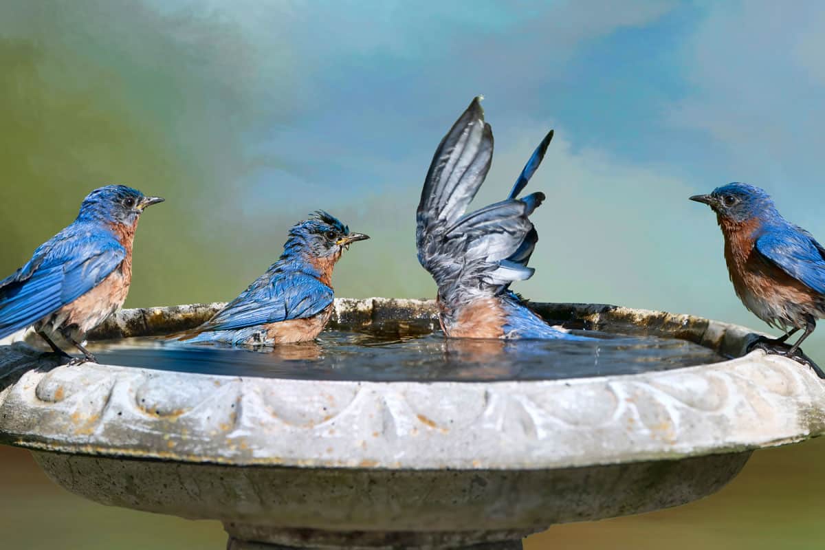 eastern-bluebirds-frolicking-bird-bath on the garden at park